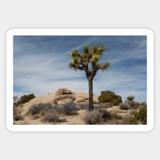 A Lone Joshua Tree! Sticker